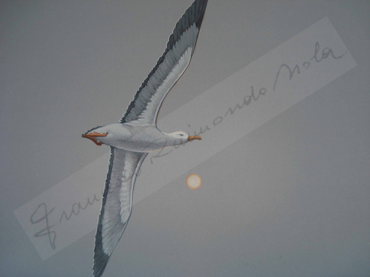 Francesco Raimondo Isola (Passirano, 12/06/1936 - 31-12-2024)